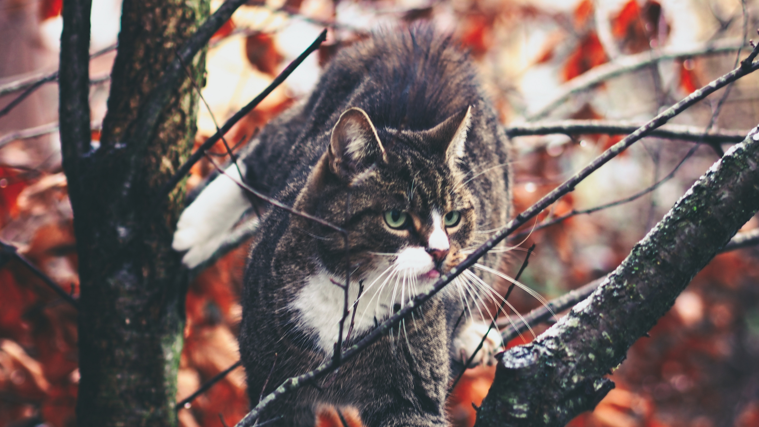Обои бакенбарды, кот, дерево, лист, ветвь в разрешении 2560x1440
