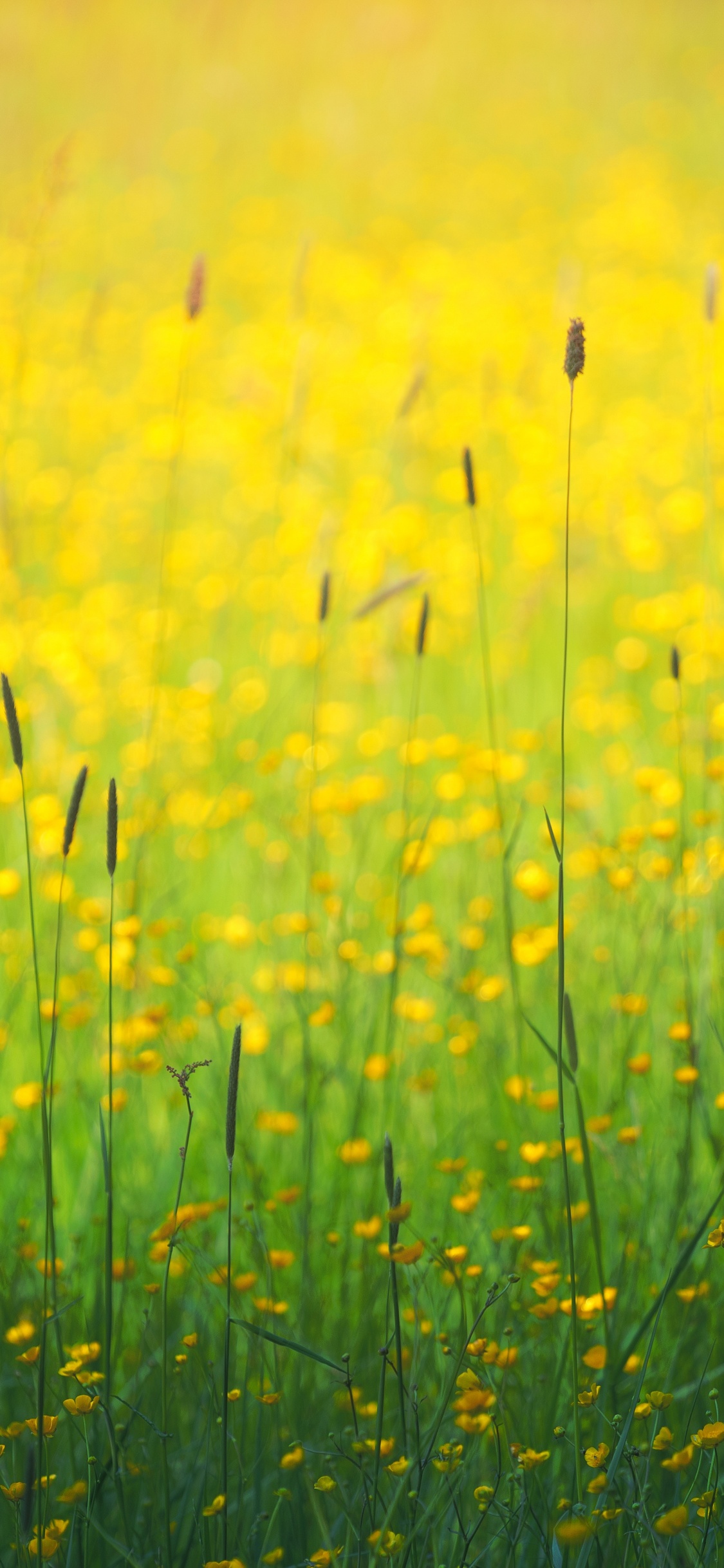 Обои цветок, желтый, растение, вода, Люди в природе в разрешении 1125x2436