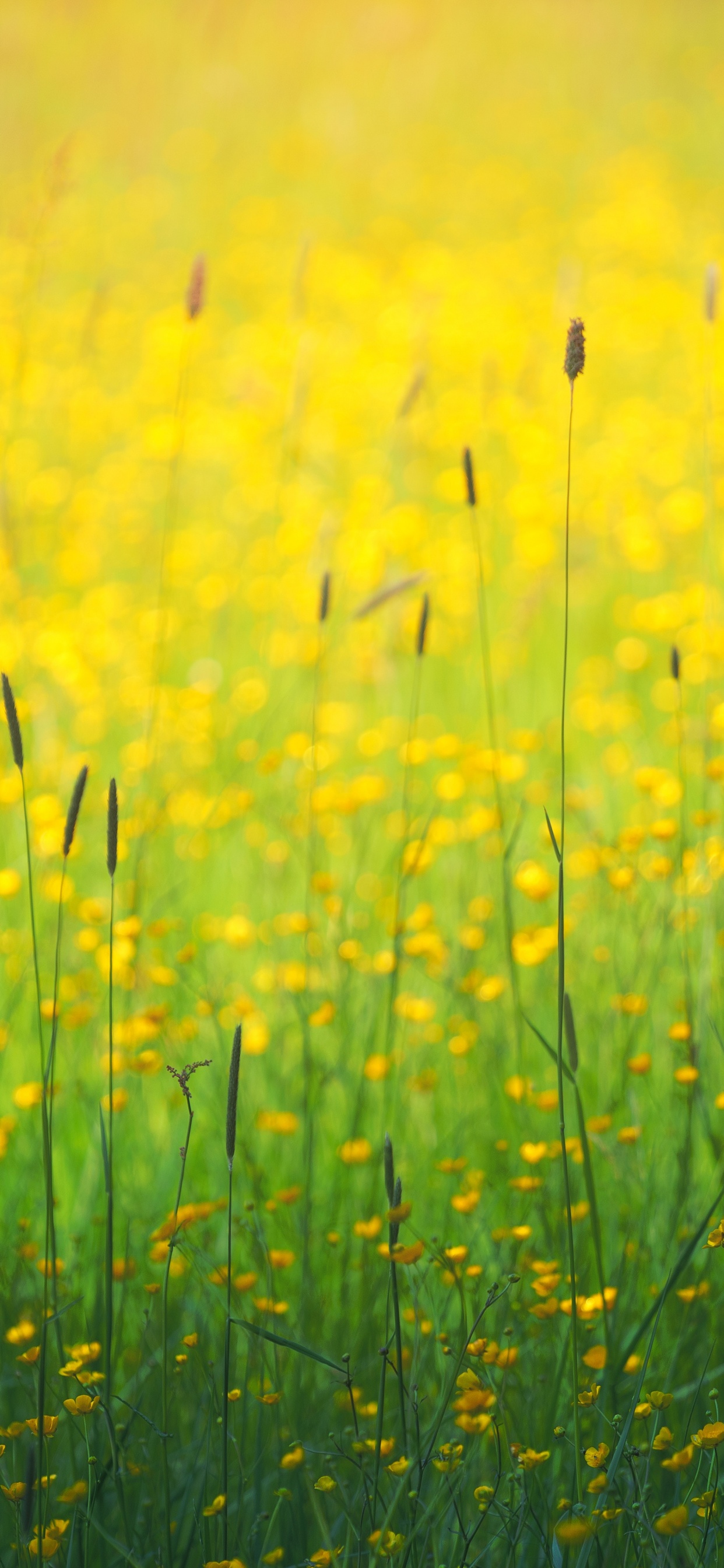 Обои цветок, желтый, растение, вода, Люди в природе в разрешении 1242x2688