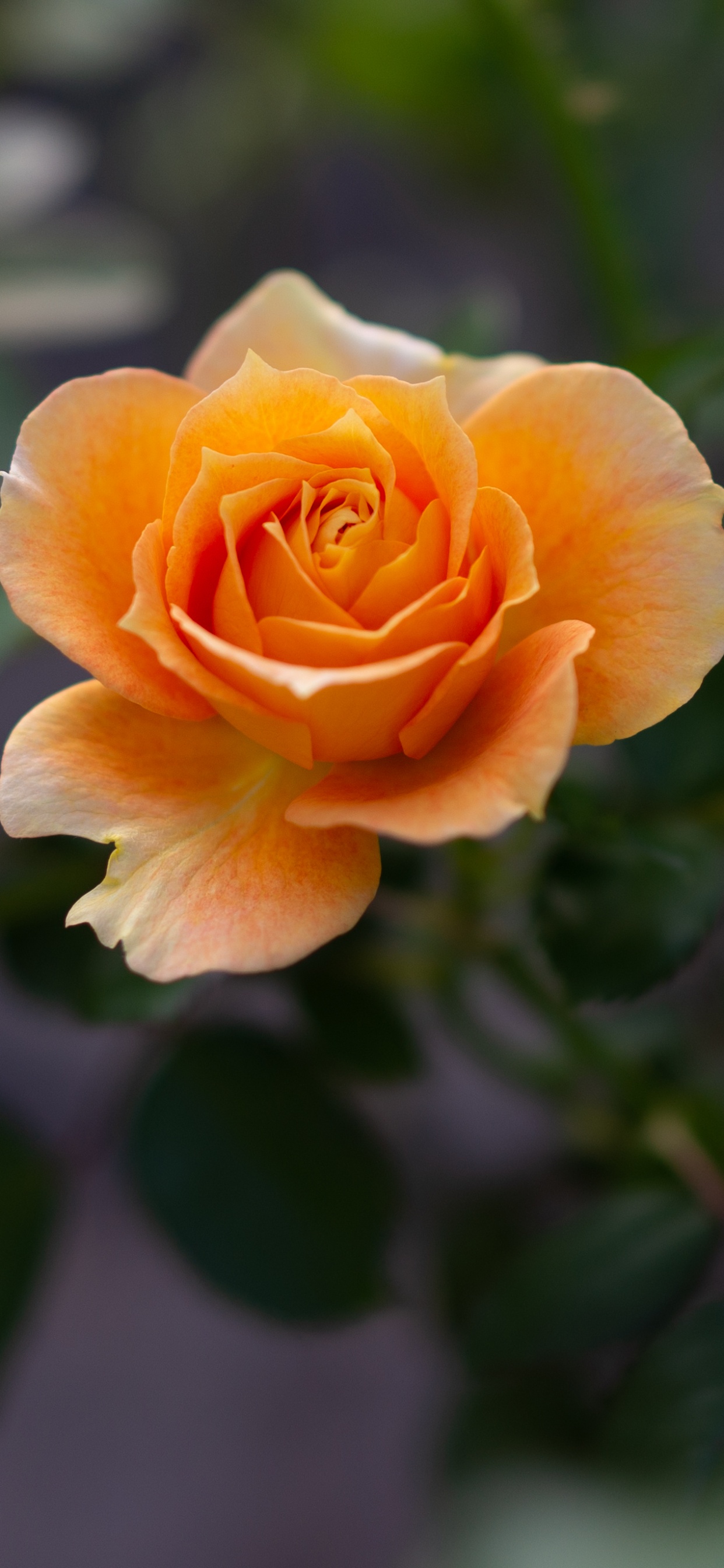 Обои цветок, цветковое растение, Джулия Чайлд Роза, лепесток, сад роз в разрешении 1242x2688