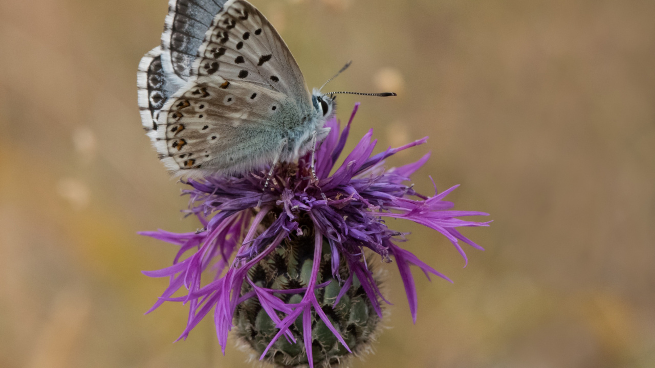 Обои lycaenid, бабочкамонарх, насекомое, беспозвоночных, бабочка в разрешении 1280x720