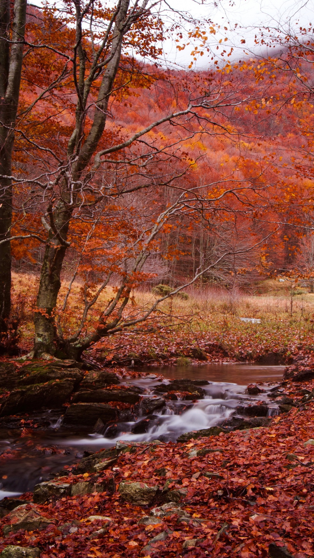 Обои осень, сезон, природа, лист, лес в разрешении 1080x1920