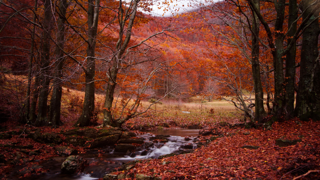 Обои осень, сезон, природа, лист, лес в разрешении 1280x720