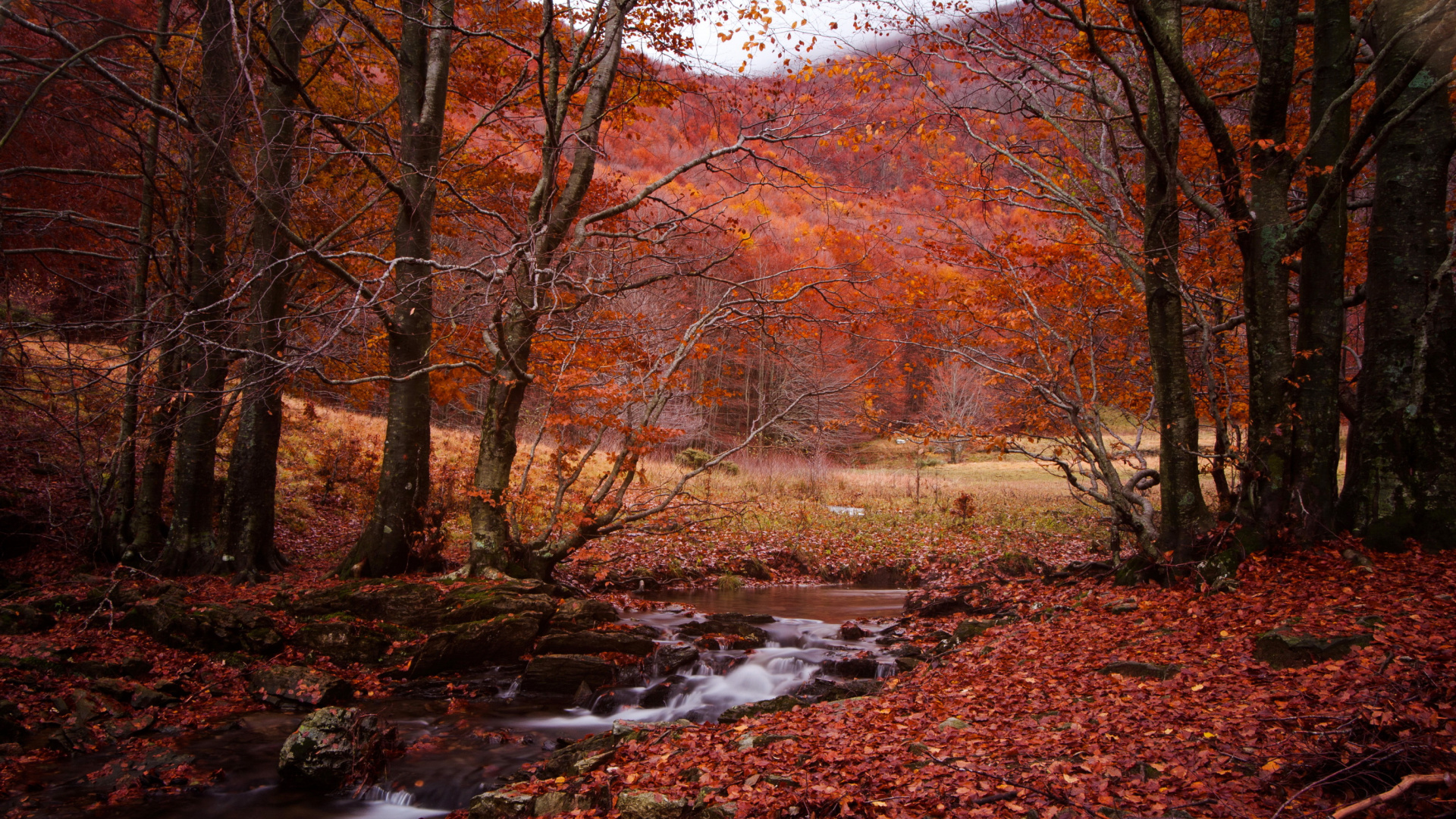 Обои осень, сезон, природа, лист, лес в разрешении 1920x1080