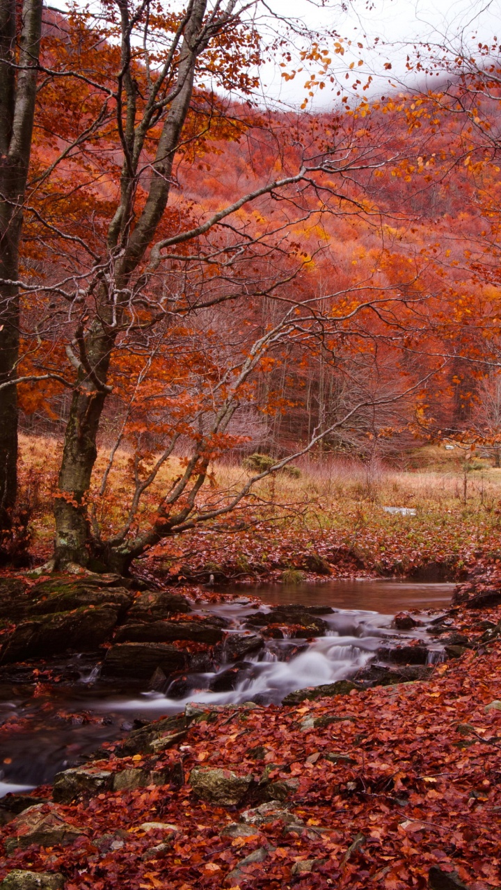 Обои осень, сезон, природа, лист, лес в разрешении 720x1280
