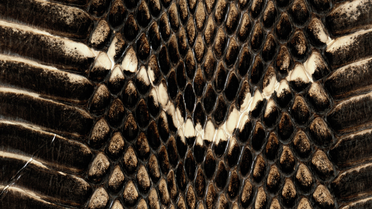 Обои пресмыкающееся, узор, дерево, змея, Змеи в разрешении 1280x720