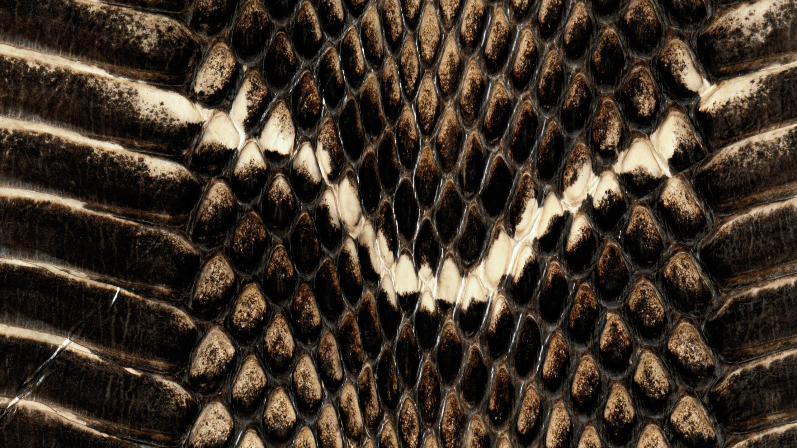 Обои пресмыкающееся, узор, дерево, змея, Змеи в разрешении 2560x1440