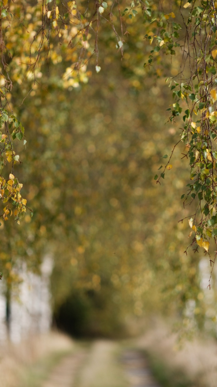 Обои роща, береза, дерево, древесные растения, растение в разрешении 750x1334