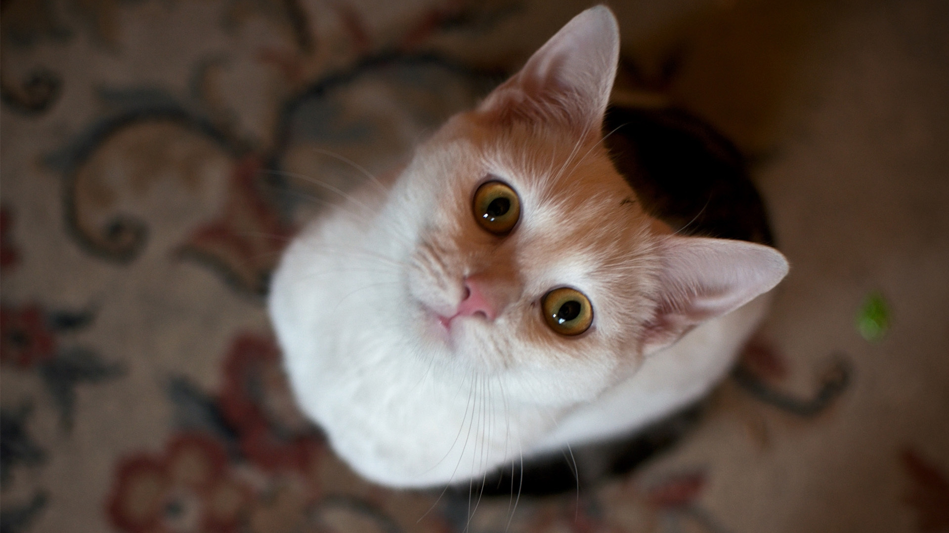 Обои котенок, турецкий Ван, морда, кошки малого и среднего размера, нос в разрешении 1920x1080