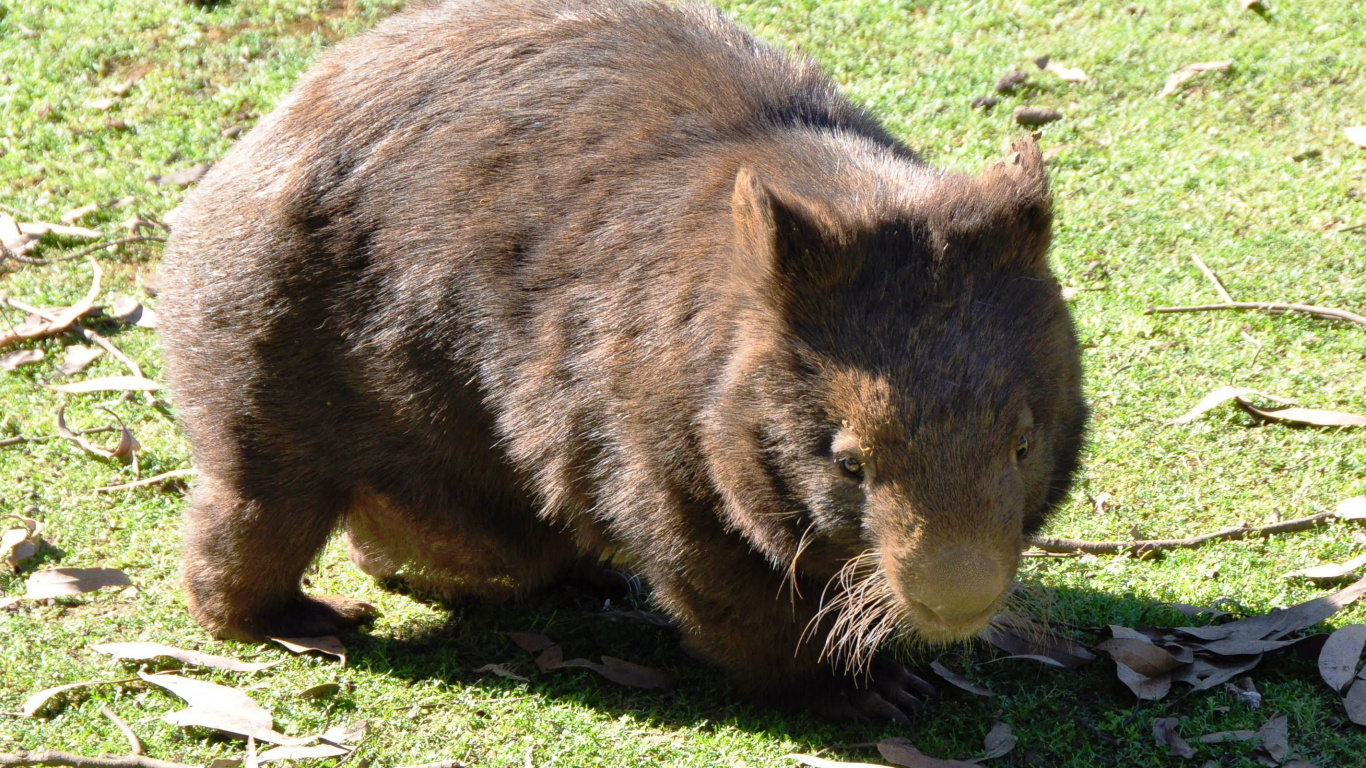 Обои наземные животные, грызун, вомбат, сумчатое животное, живая природа в разрешении 1366x768