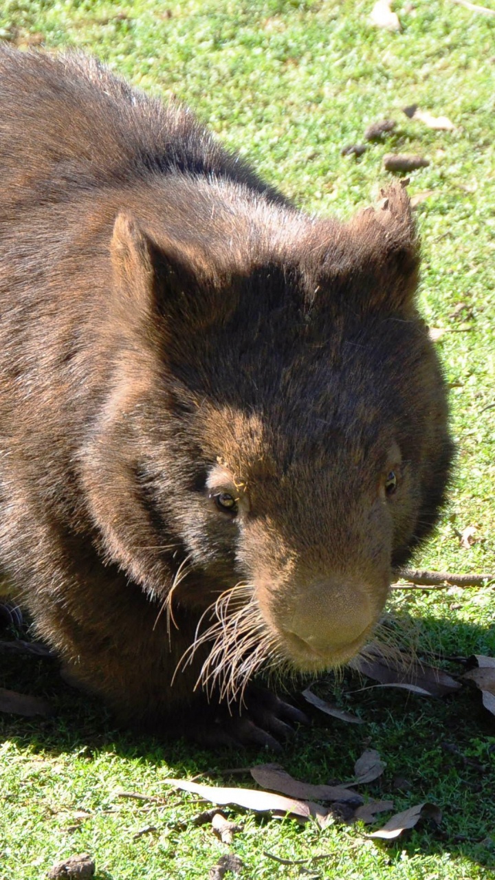 Обои наземные животные, грызун, вомбат, сумчатое животное, живая природа в разрешении 720x1280
