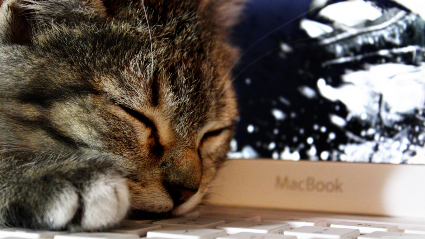 Обои кот, полосатый кот, кошачьих, пес, бакенбарды в разрешении 1366x768