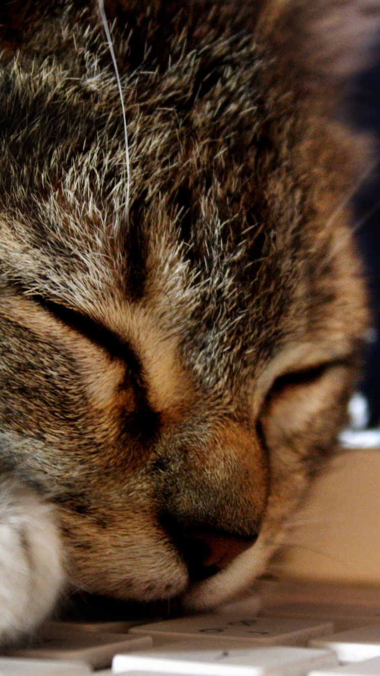 Обои кот, полосатый кот, кошачьих, пес, бакенбарды в разрешении 750x1334