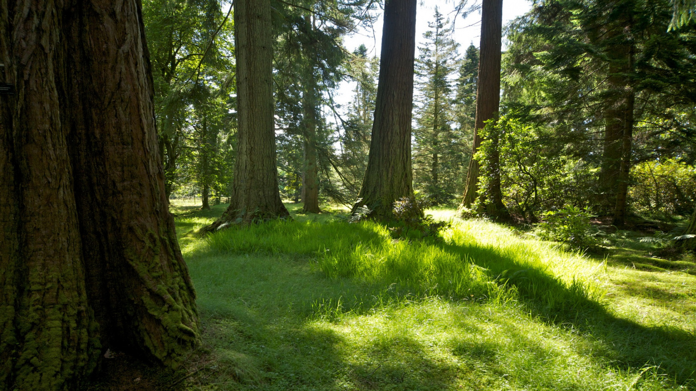 Обои лесистая местность, лес, растительность, роща, дерево в разрешении 1366x768