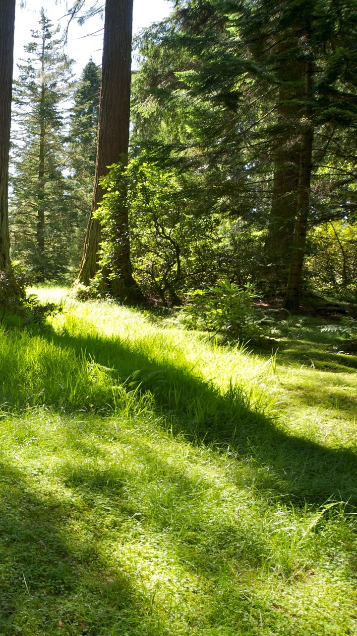 Обои лесистая местность, лес, растительность, роща, дерево в разрешении 720x1280