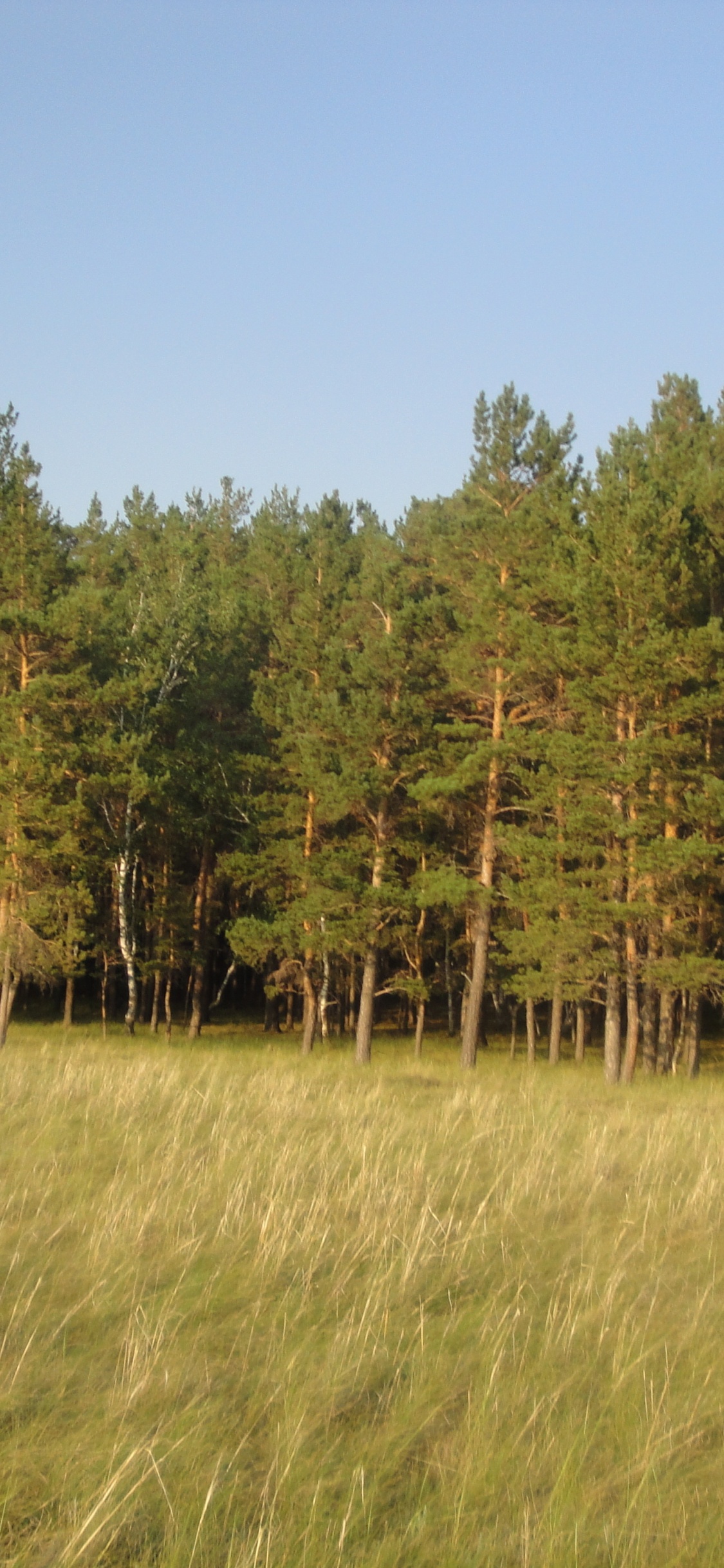 Обои сенокосное угодье, ель, лес, дерево, сельское хозяйство в разрешении 1125x2436