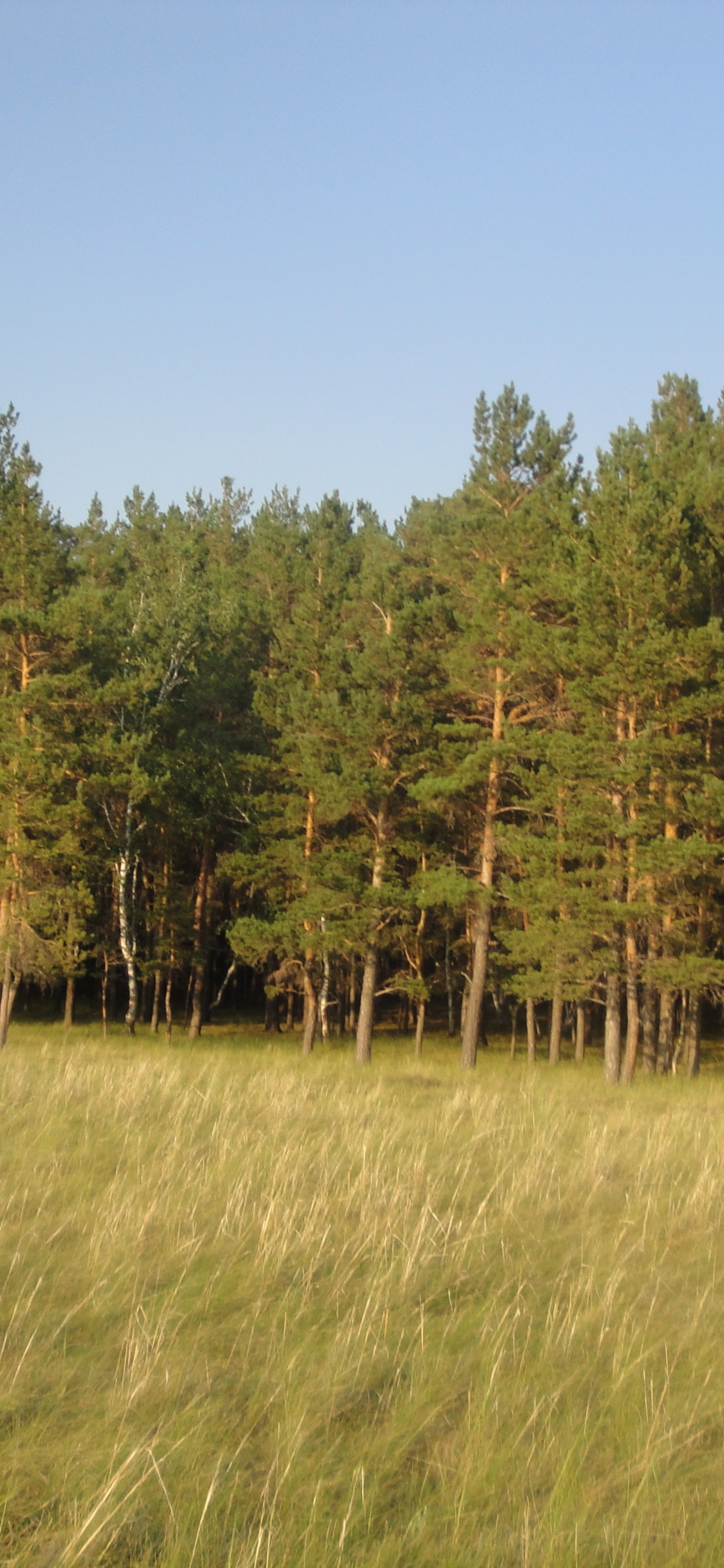 Обои сенокосное угодье, ель, лес, дерево, сельское хозяйство в разрешении 1242x2688