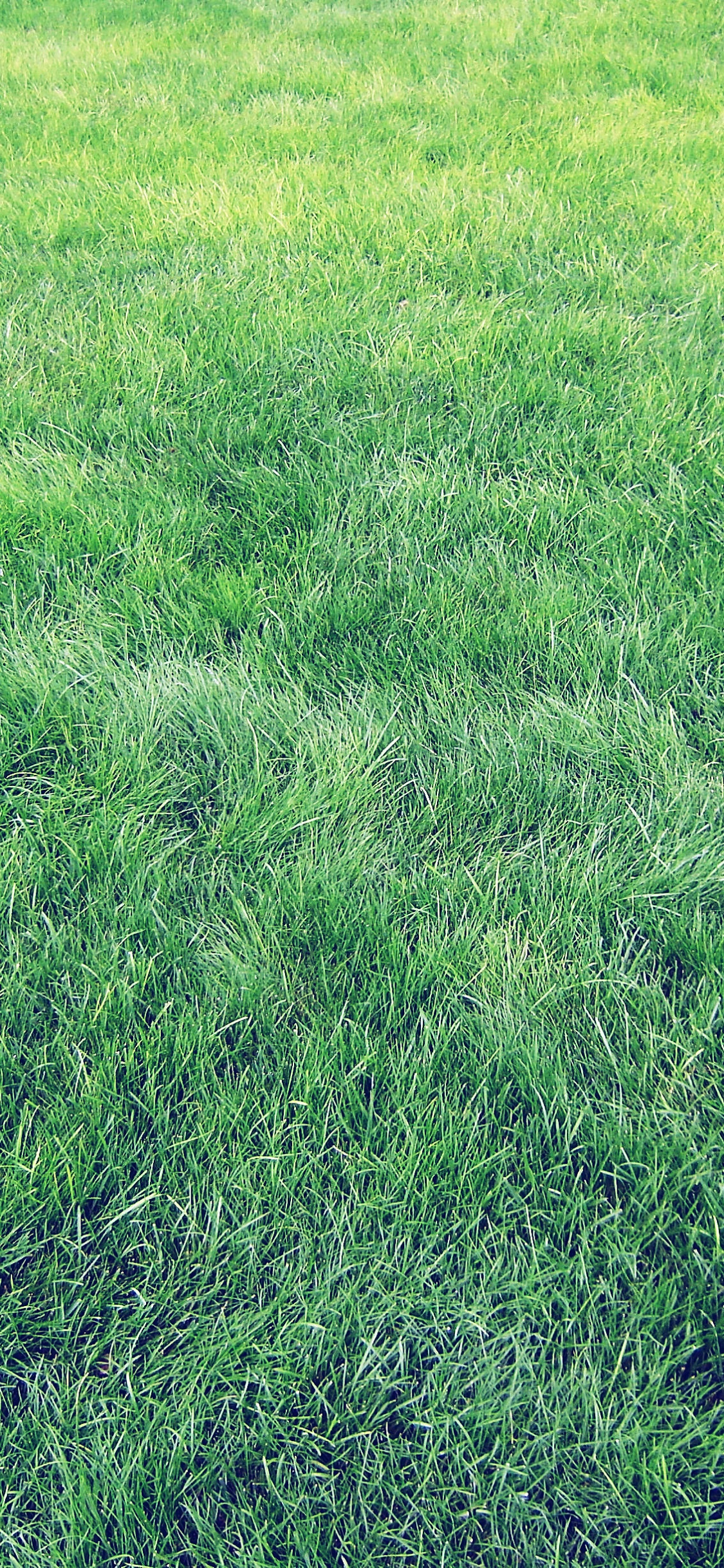 Обои ios, iOS 7, андроид, зеленый, газон в разрешении 1125x2436