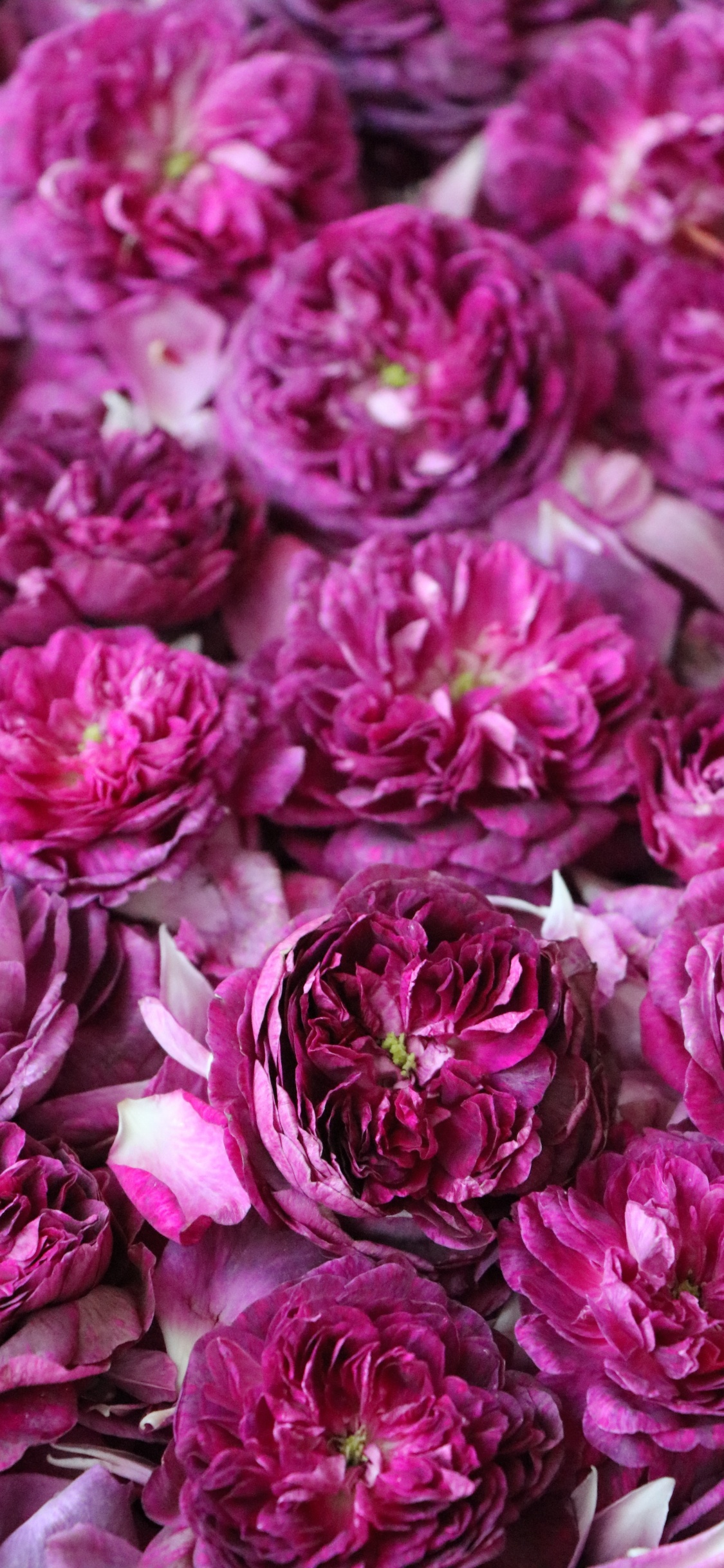 Обои цветок, сад роз, цветочный дизайн, цветковое растение, розовый в разрешении 1125x2436