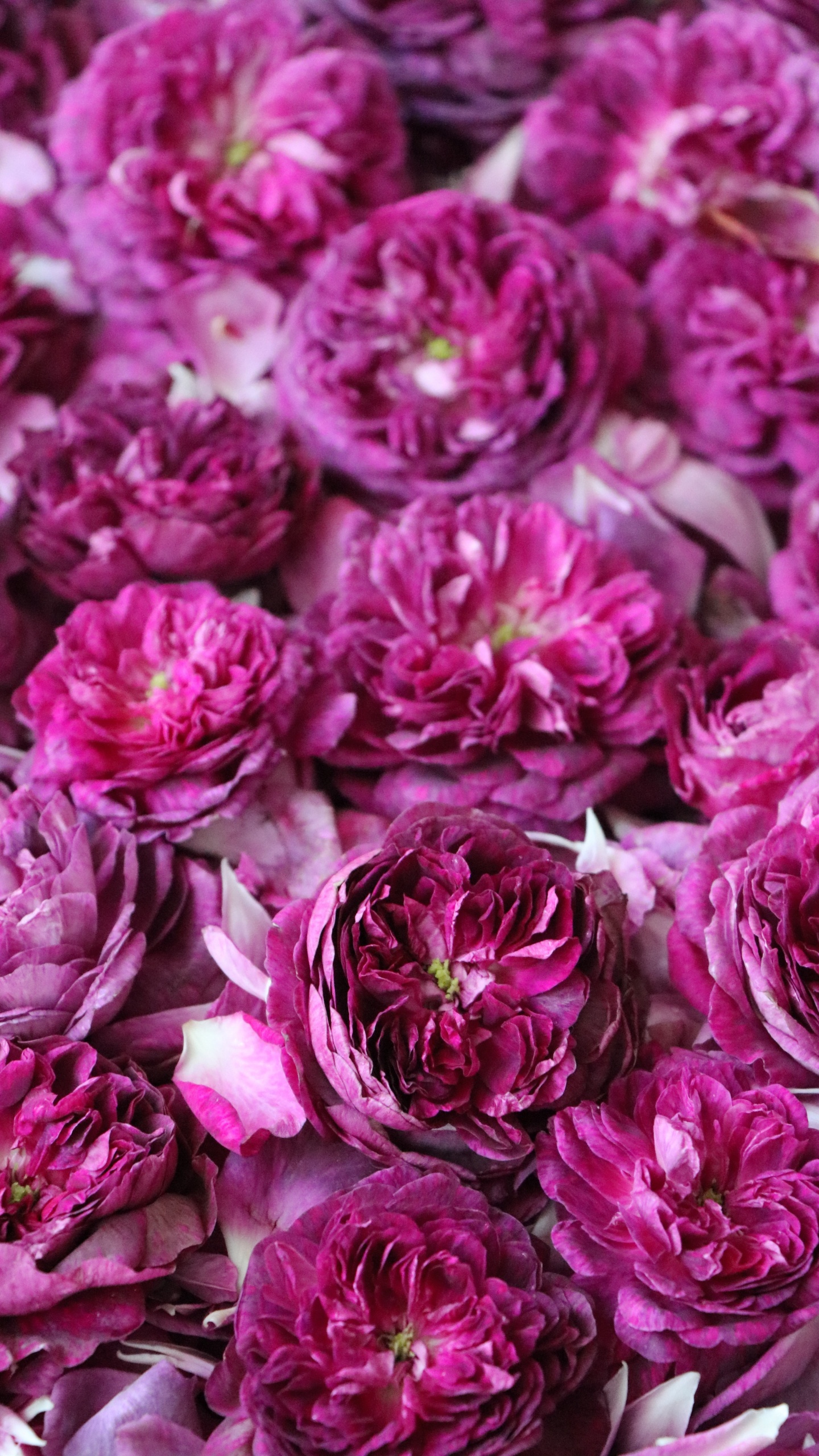 Обои цветок, сад роз, цветочный дизайн, цветковое растение, розовый в разрешении 1440x2560