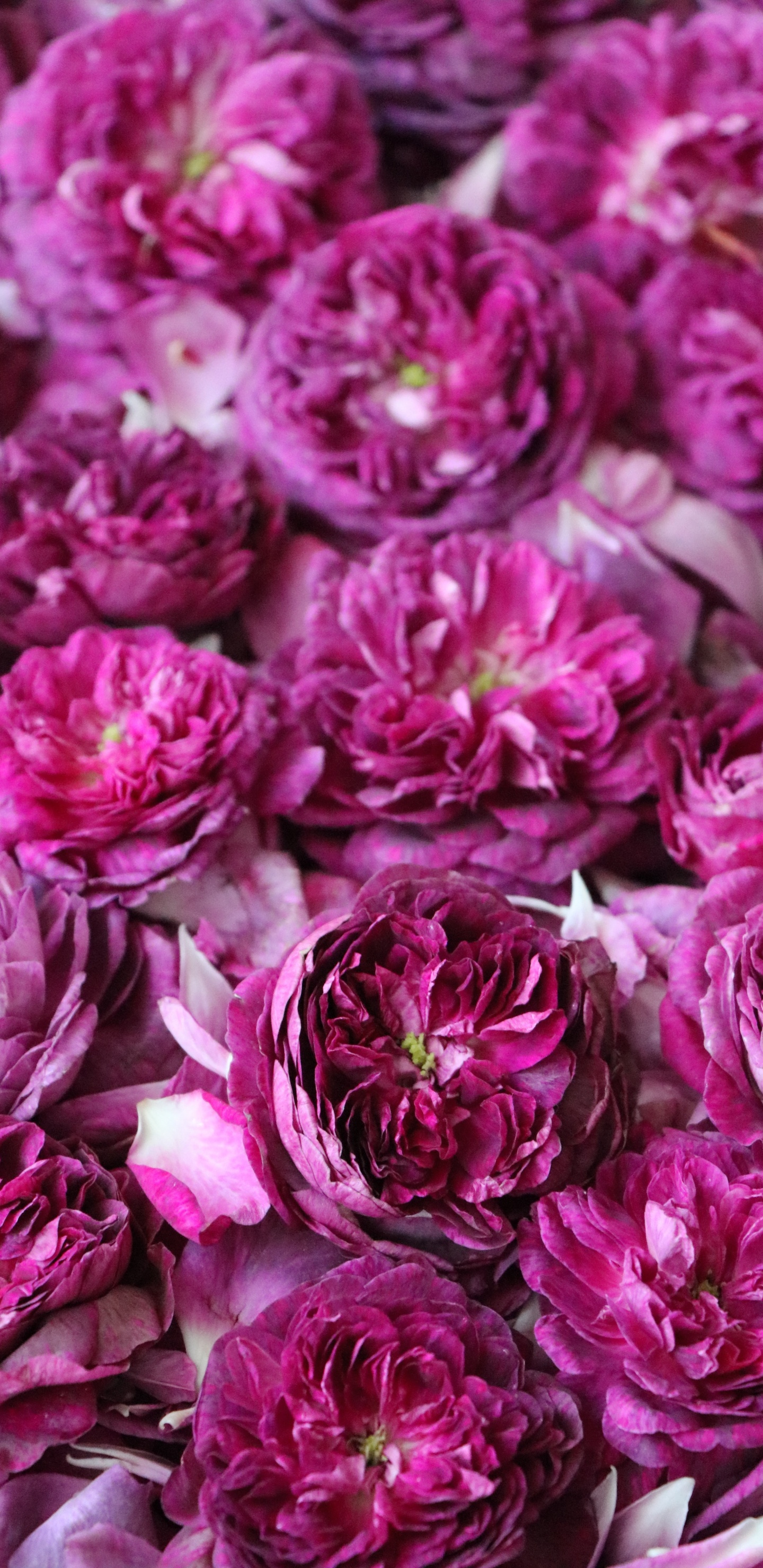 Обои цветок, сад роз, цветочный дизайн, цветковое растение, розовый в разрешении 1440x2960