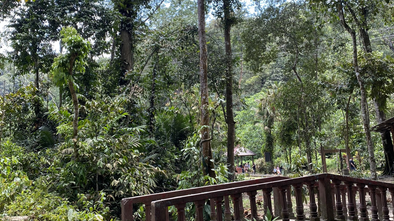 Обои природный заповедник, тропические леса, растительность, джунгли, природа в разрешении 1366x768