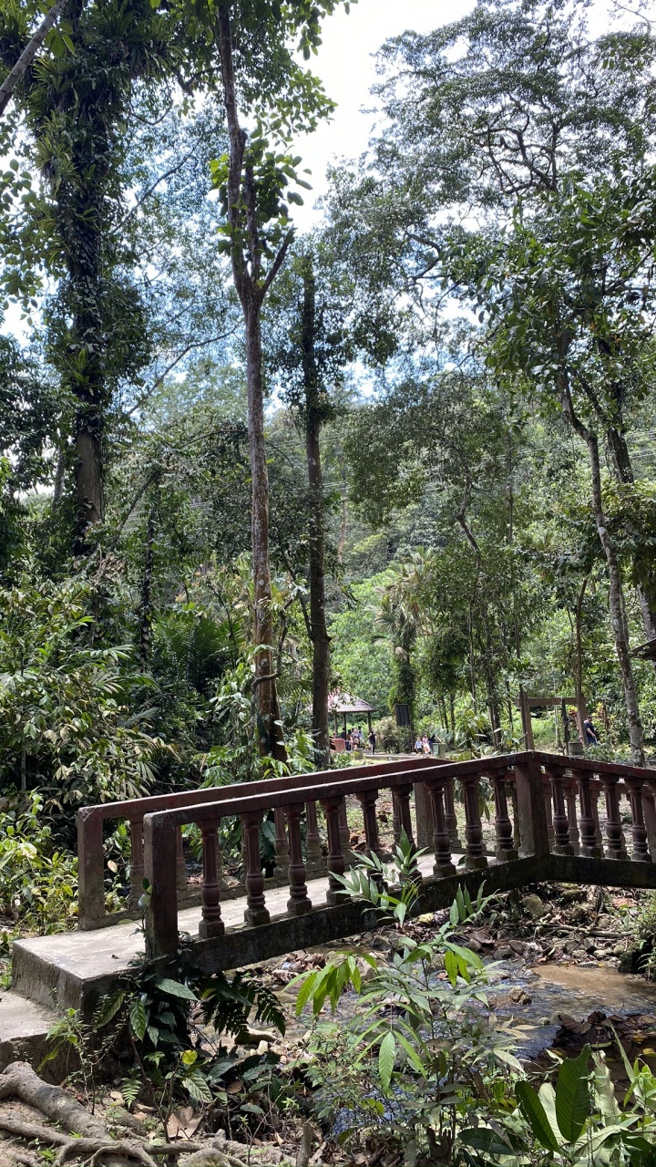 Обои природный заповедник, тропические леса, растительность, джунгли, природа в разрешении 720x1280