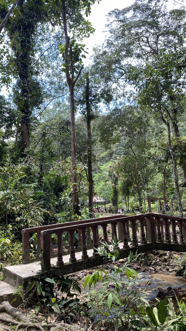 Обои природный заповедник, тропические леса, растительность, джунгли, природа в разрешении 750x1334