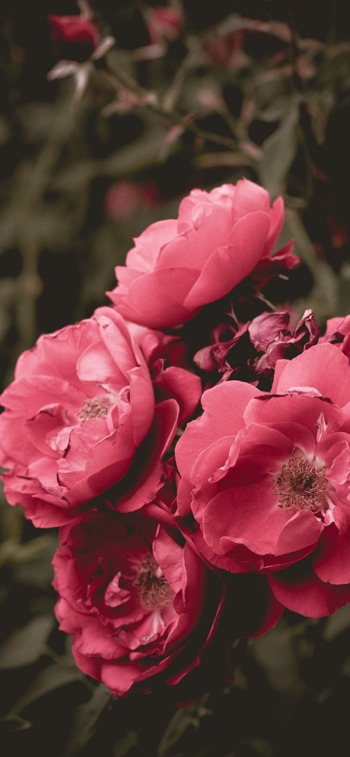 Обои цветок, цветковое растение, лепесток, розовый, сад роз в разрешении 1125x2436