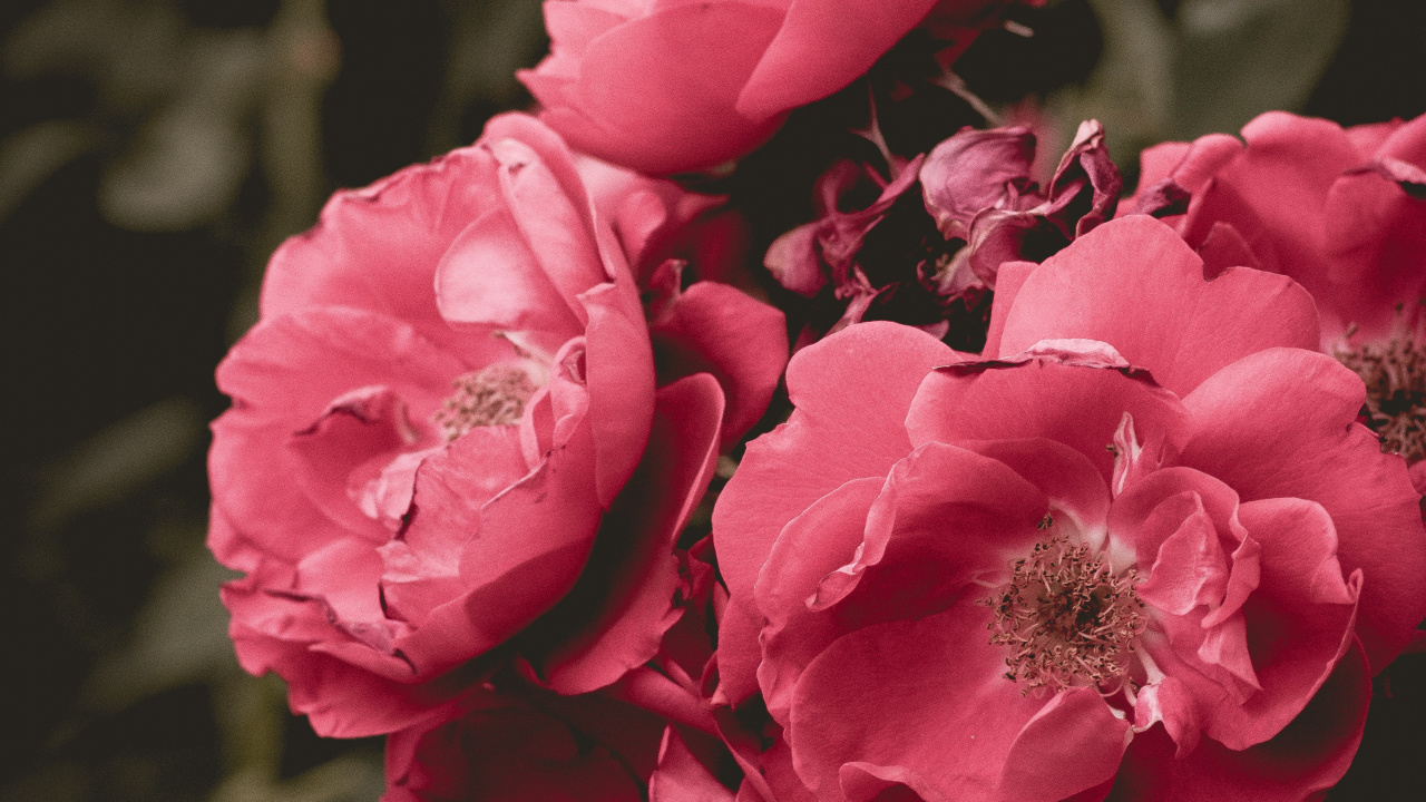 Обои цветок, цветковое растение, лепесток, розовый, сад роз в разрешении 1280x720