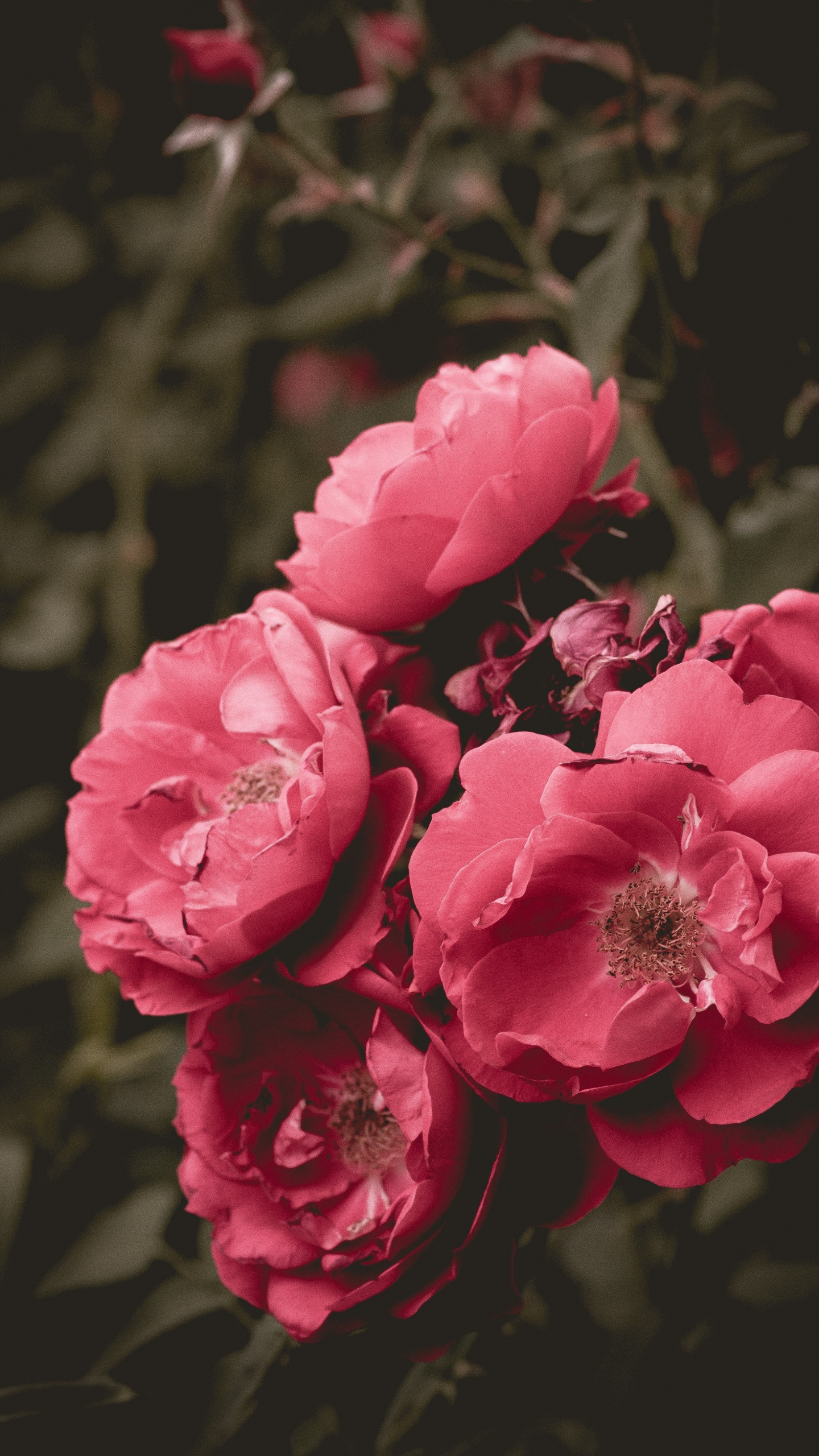 Обои цветок, цветковое растение, лепесток, розовый, сад роз в разрешении 1440x2560