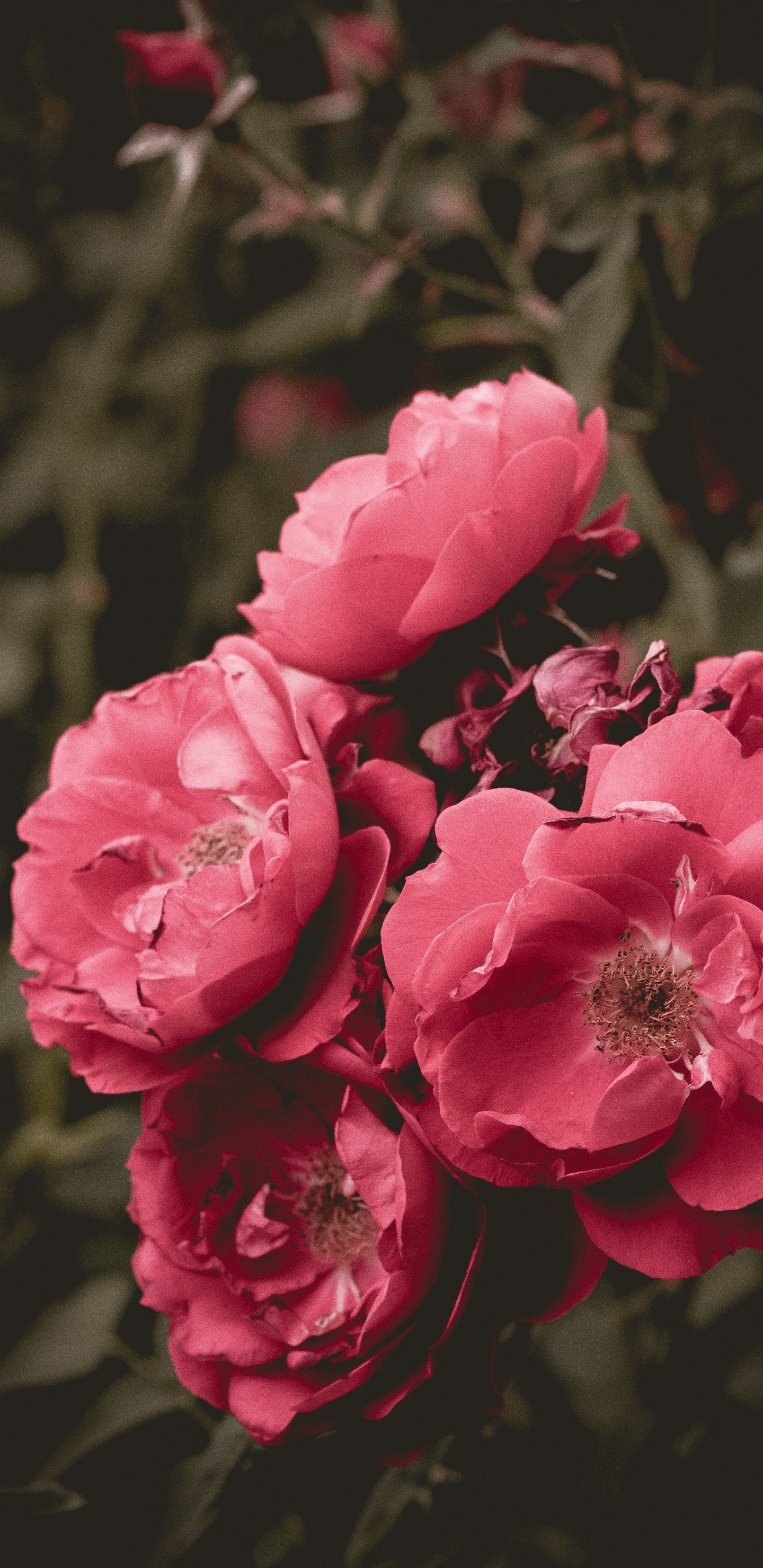 Обои цветок, цветковое растение, лепесток, розовый, сад роз в разрешении 1440x2960