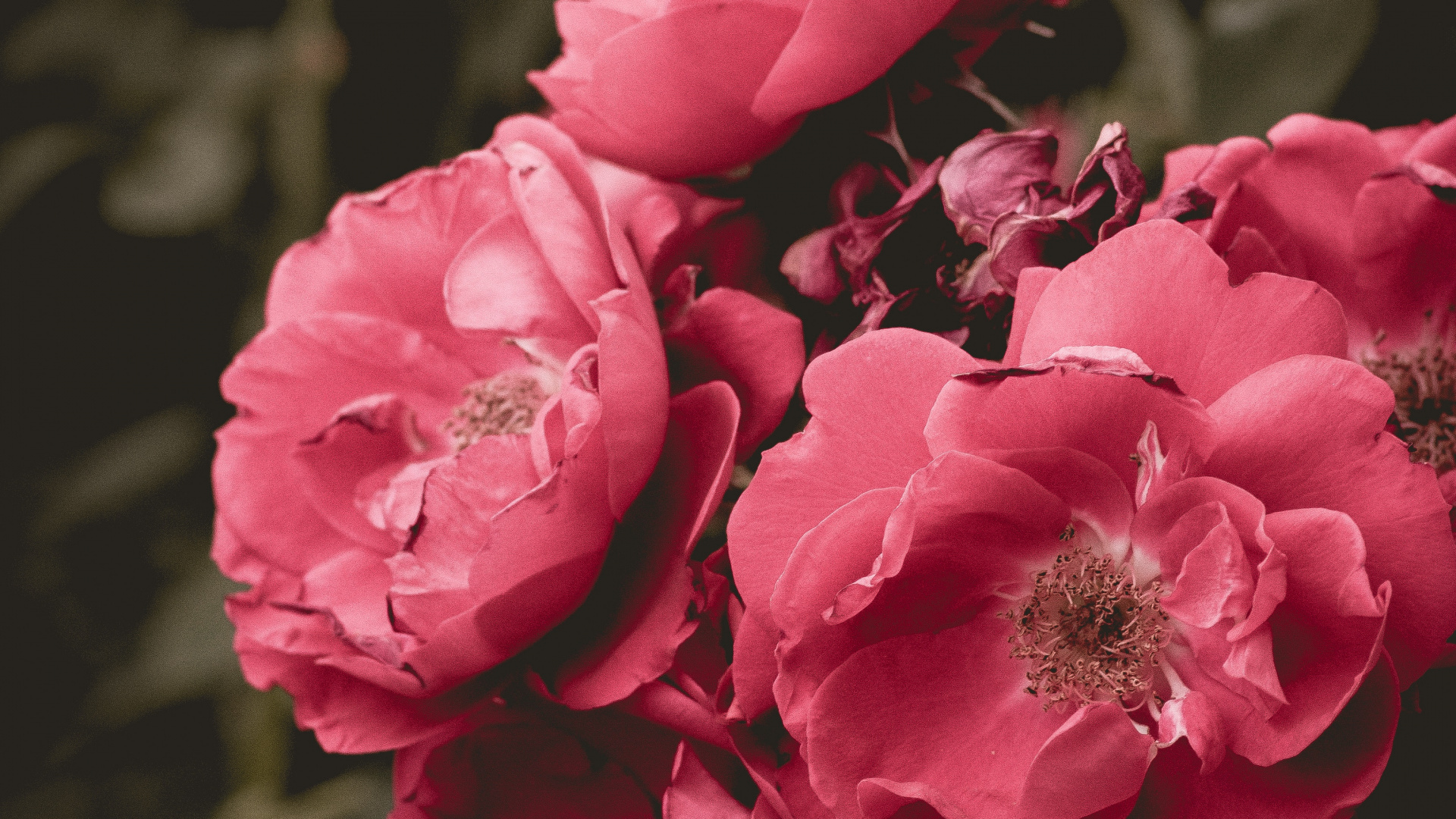 Обои цветок, цветковое растение, лепесток, розовый, сад роз в разрешении 1920x1080