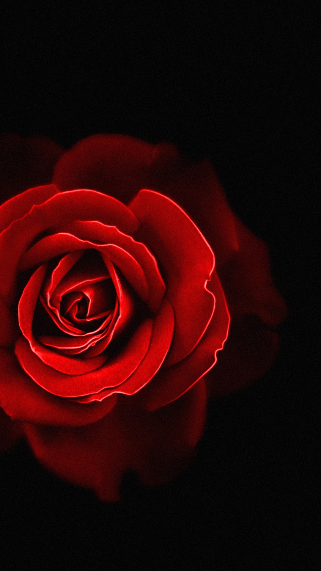 Красные розы обои на телефон - фото и картинки заточка63.рф
