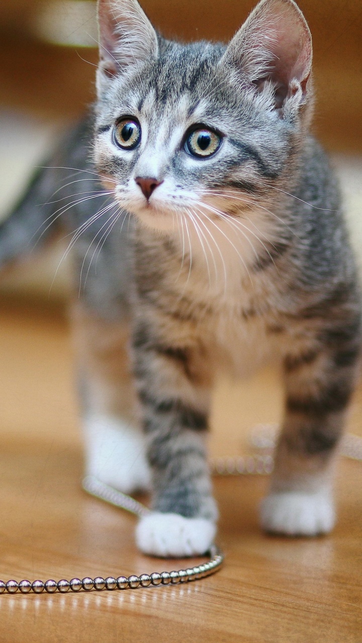 Обои бакенбарды, кот, датский дог, приют для животных, Группе спасения животных в разрешении 720x1280