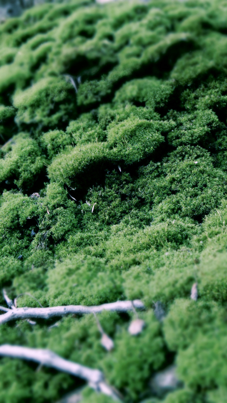 Обои растение, окружающая среда, наземное растение, дерево, вечнозеленое растение в разрешении 750x1334