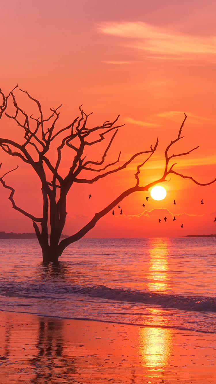 Обои восход солнца, горизонт, море, вечер, закат дерево птицы в разрешении 750x1334