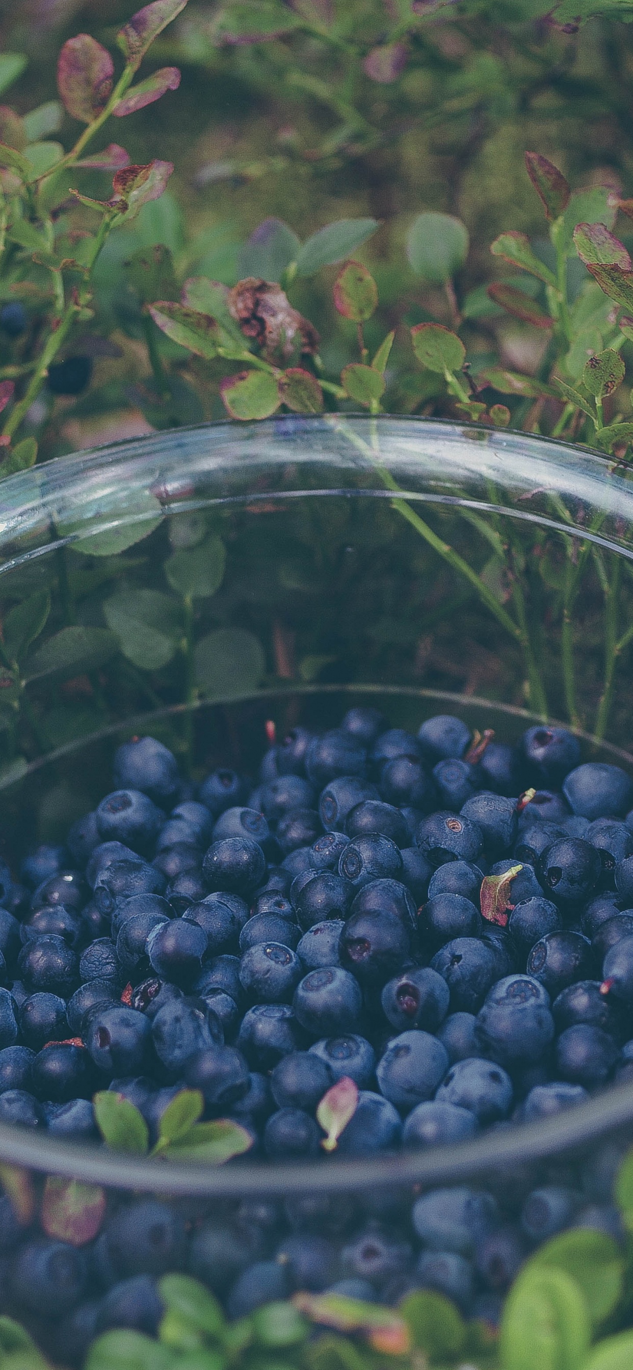 Обои фрукты, Черника, ягоды, Blackberry, прунус Спиноза в разрешении 1242x2688