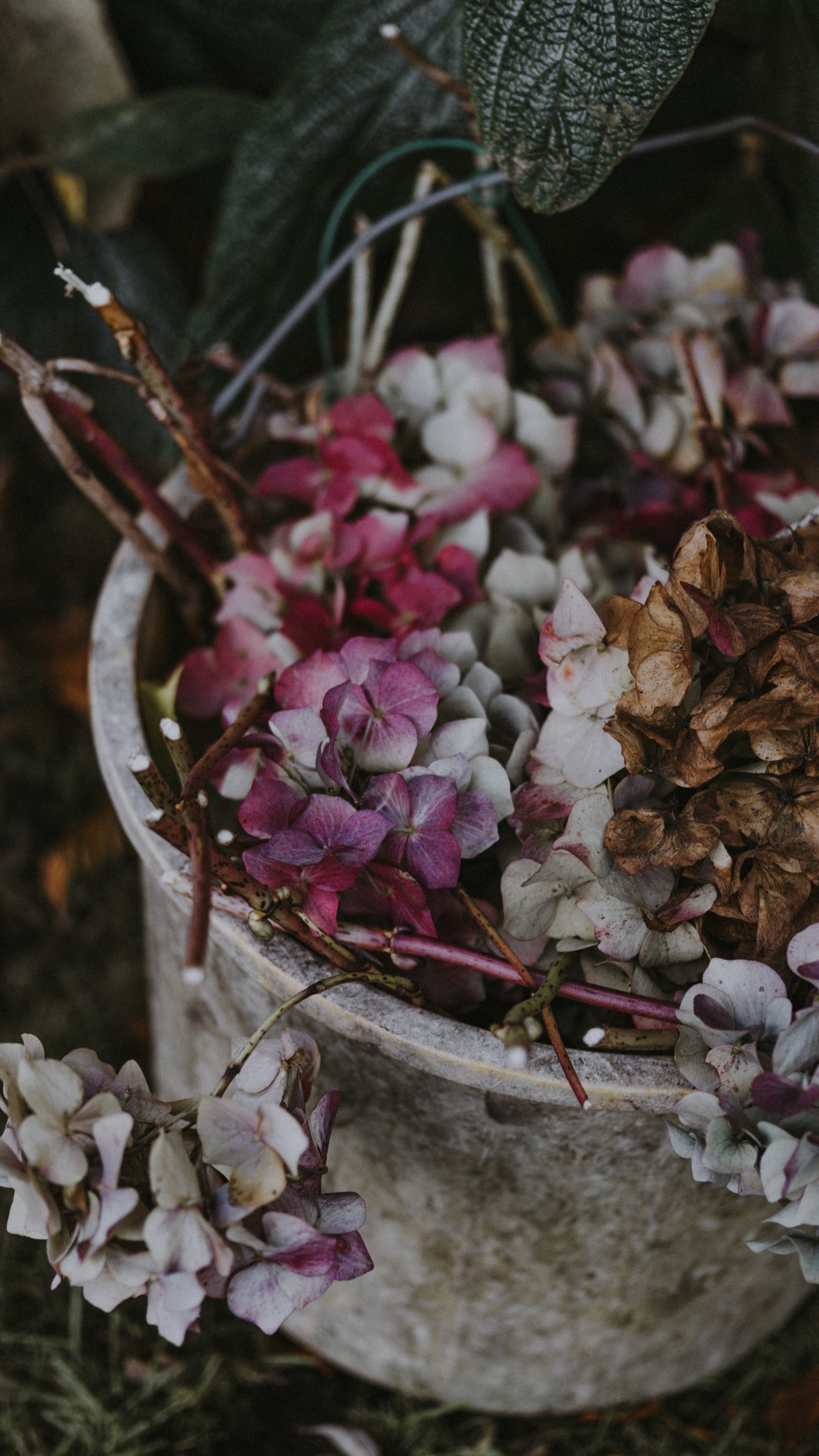 Обои Гортензия, рассада, Флора, прут, цветочный горшок в разрешении 1440x2560