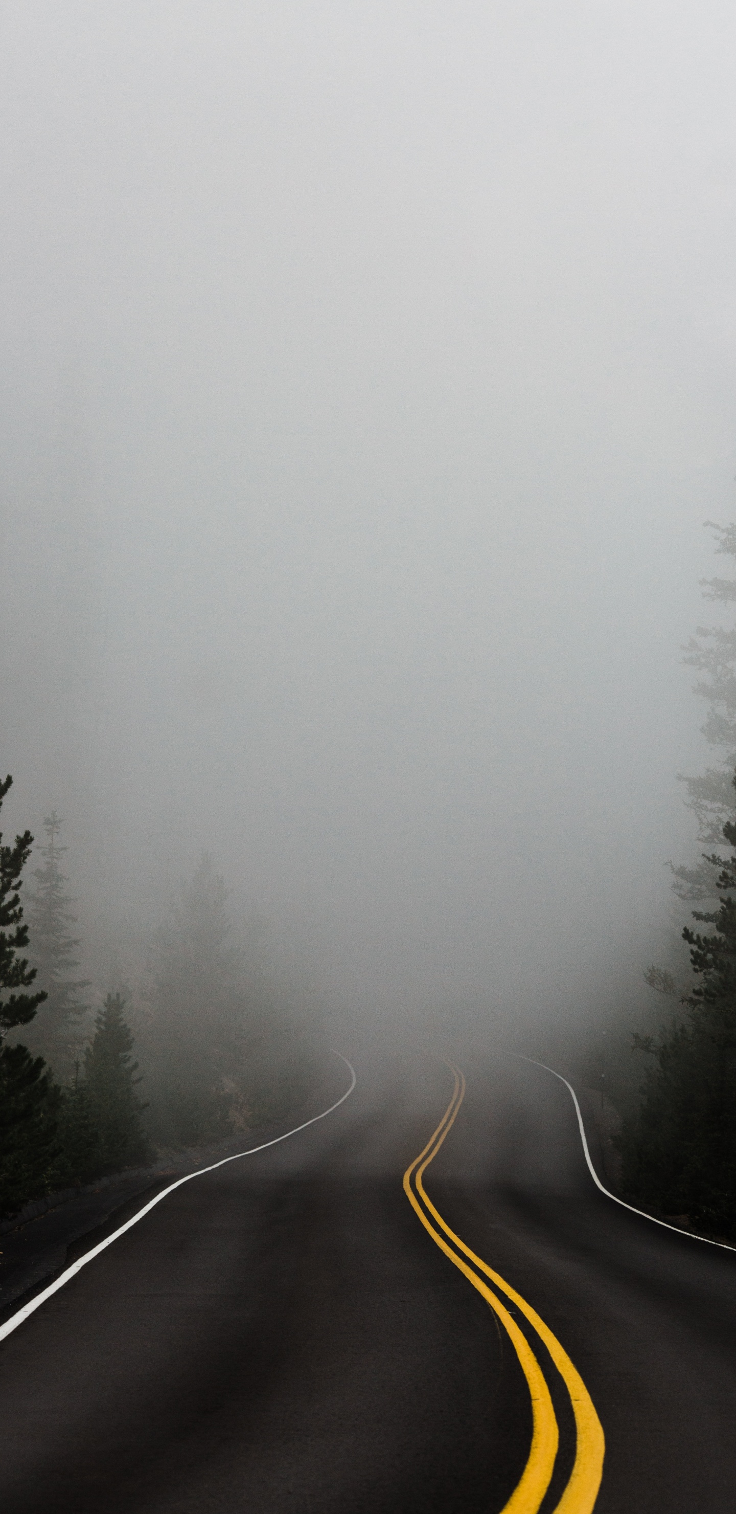 Обои дымка, туман, дерево, зима, мгла в разрешении 1440x2960