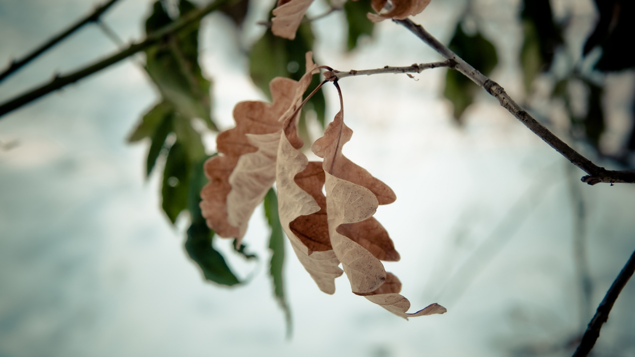 Обои ветвь, прут, растение, дерево, стебель растения в разрешении 1280x720