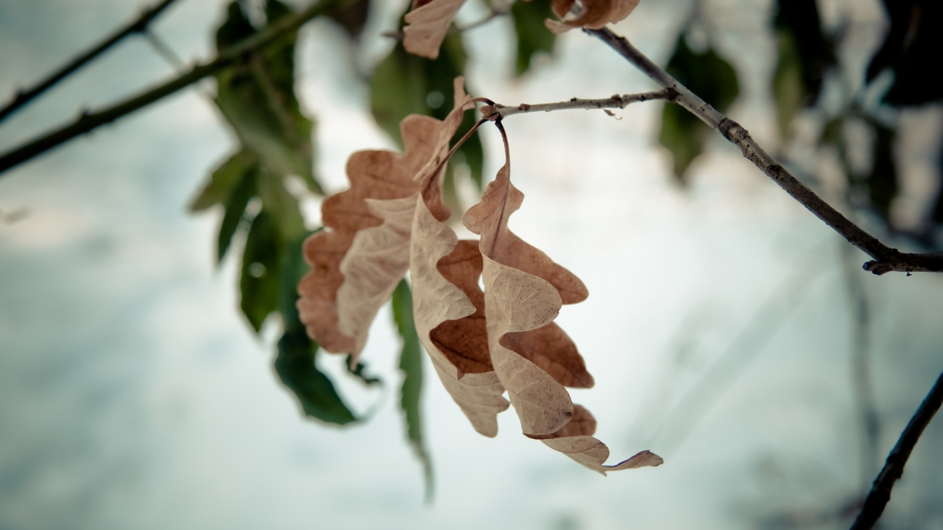 Обои ветвь, прут, растение, дерево, стебель растения в разрешении 1366x768