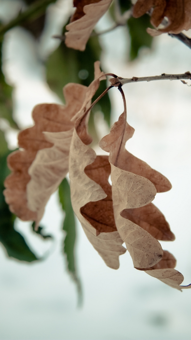 Обои ветвь, прут, растение, дерево, стебель растения в разрешении 750x1334