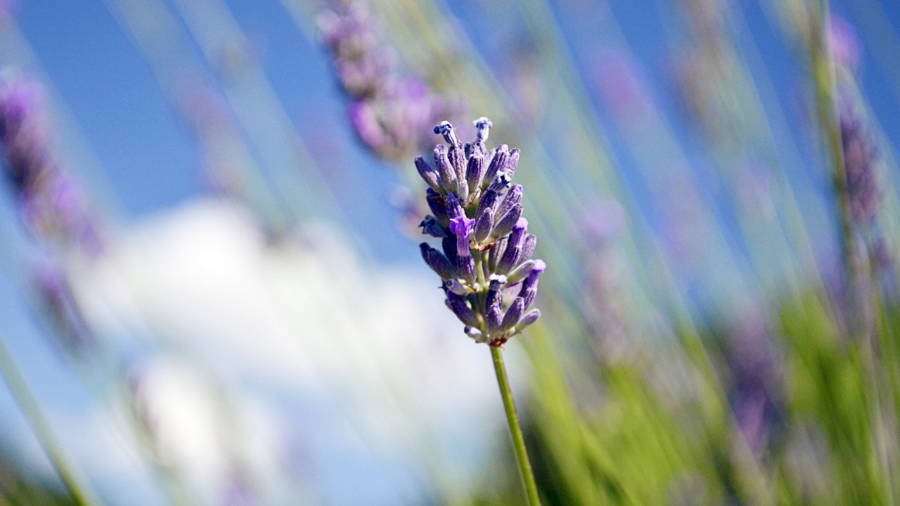 Обои лаванда, английский лаванды, цветок, цветковое растение, пурпур в разрешении 1280x720