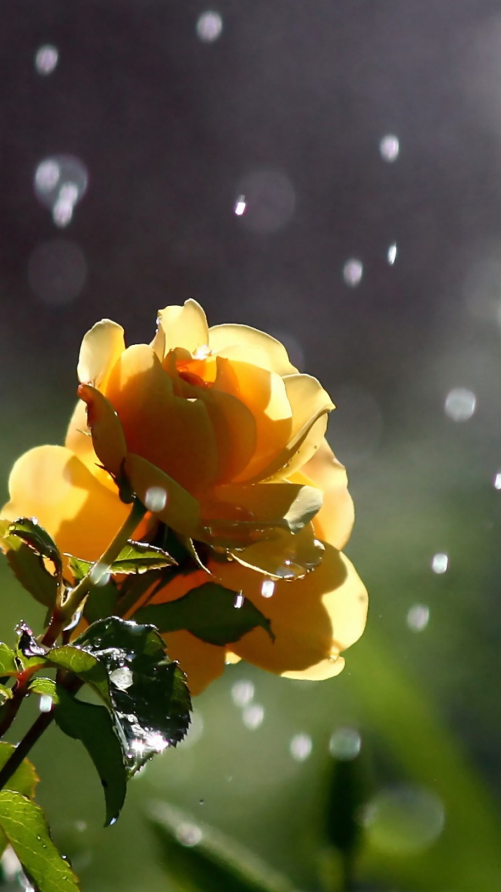 Обои цветок, Роза, сад роз, сад, растение в разрешении 720x1280