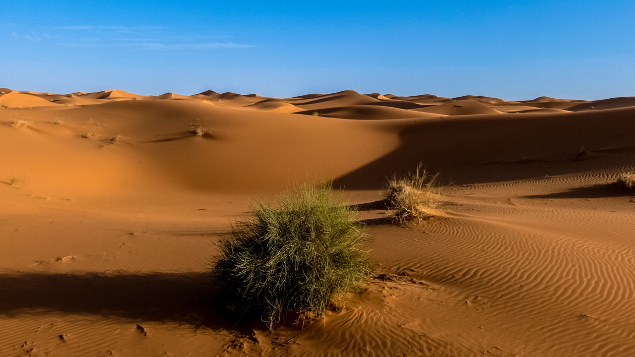 Обои пустыня, песок, эрг, эолийские рельефы, сахара в разрешении 1280x720