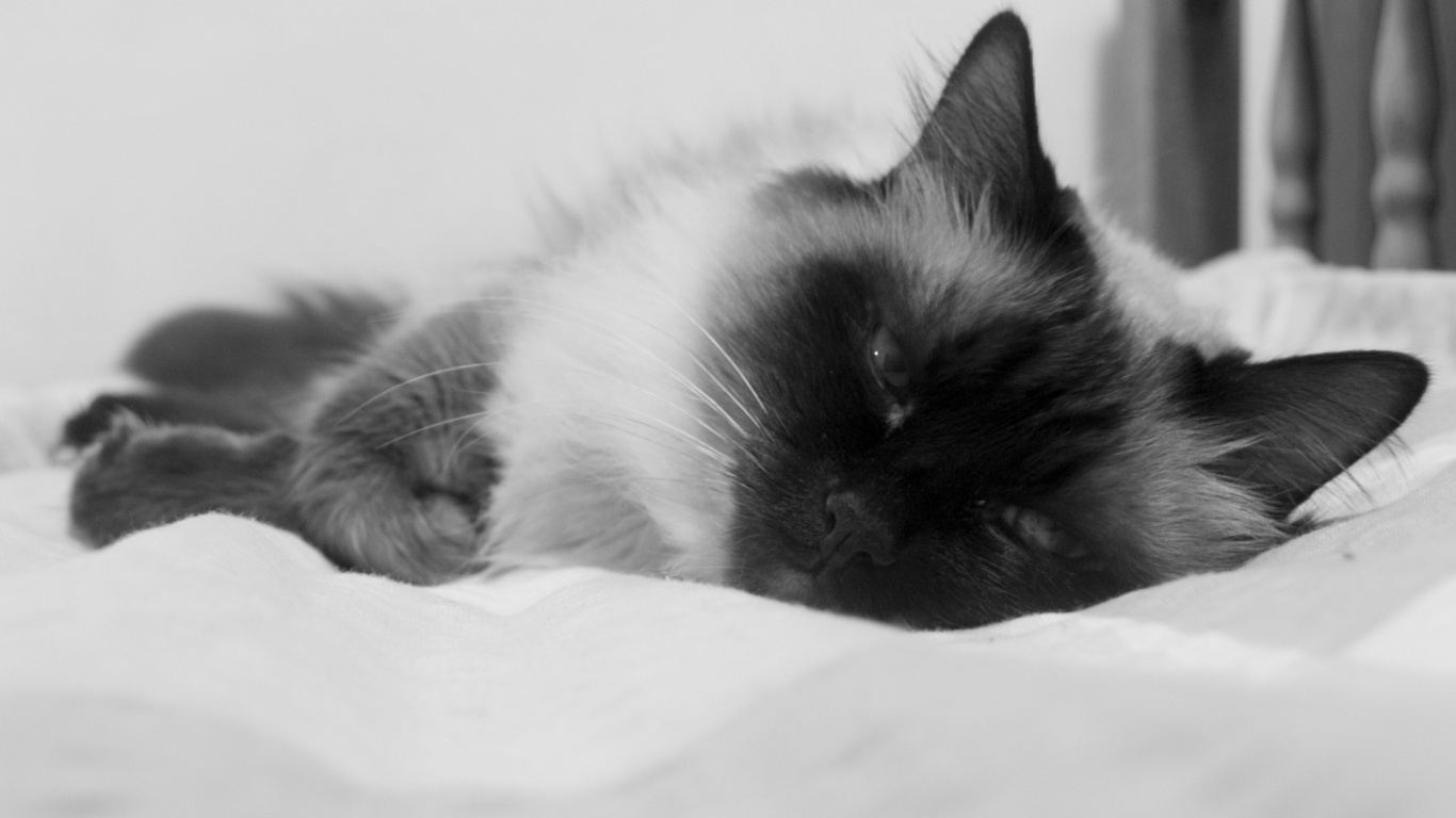 Обои черный, черный и белый, фауна, мех, черно-белая фотография в разрешении 1366x768