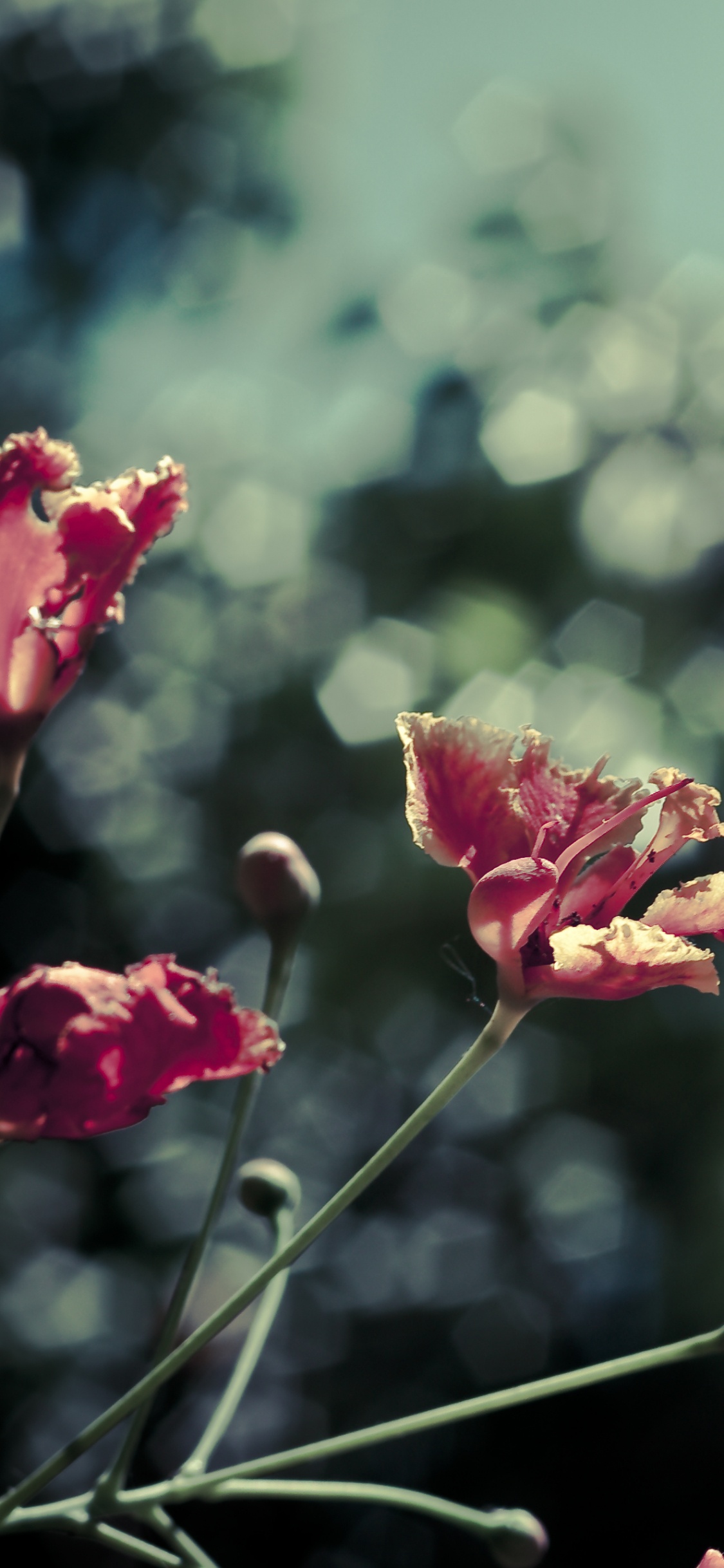 Обои цветок, розовый, красный цвет, зеленый, растение в разрешении 1125x2436