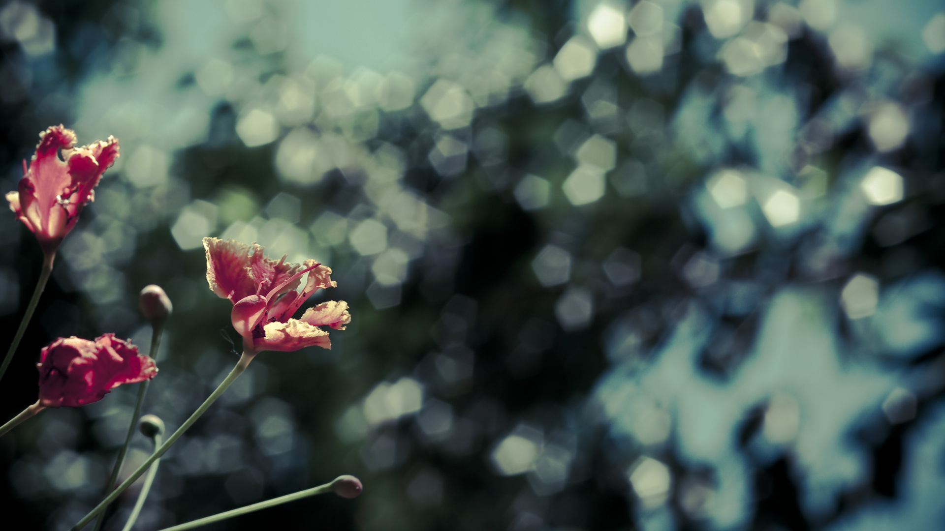 Обои цветок, розовый, красный цвет, зеленый, растение в разрешении 1920x1080