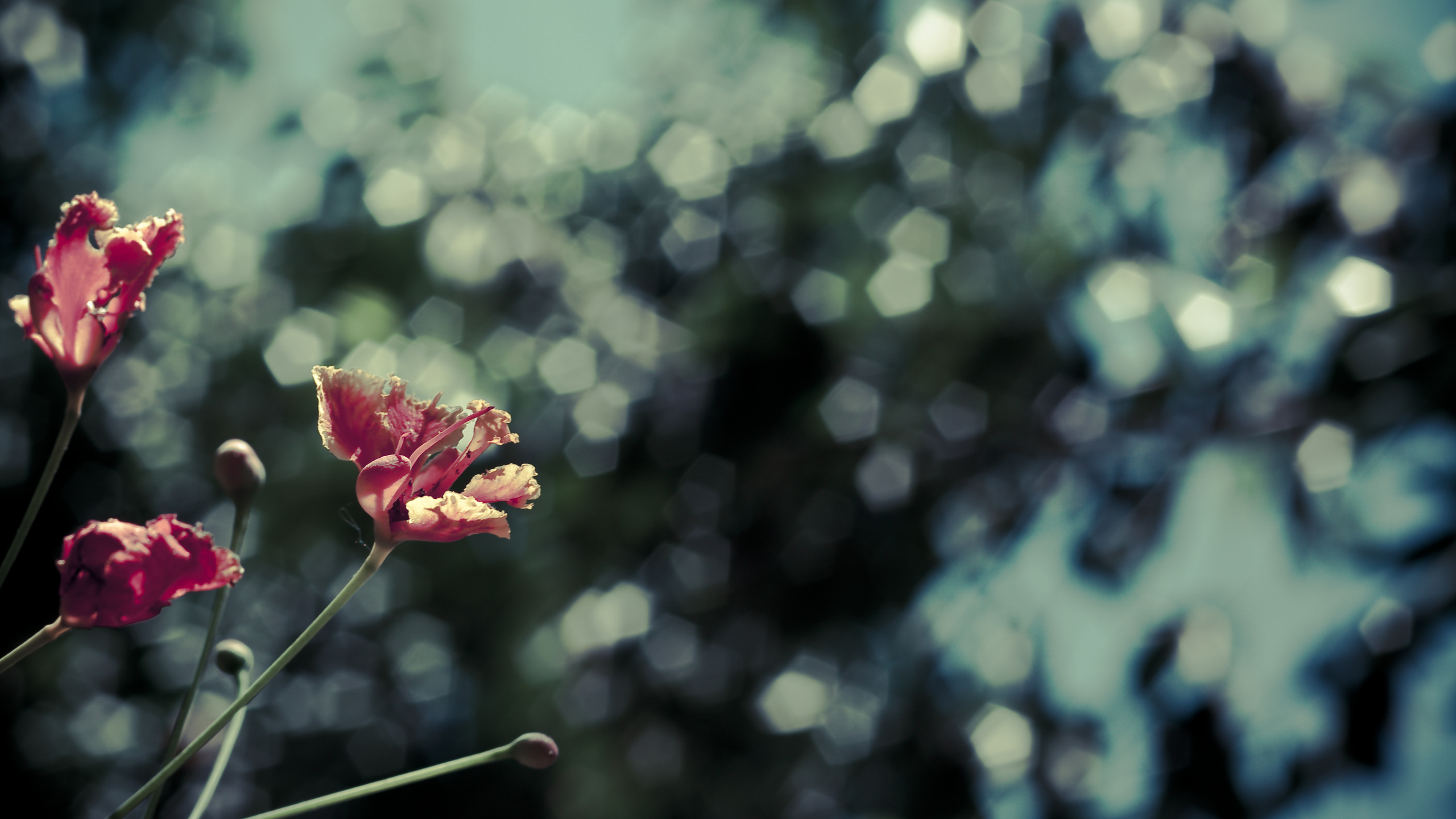 Обои цветок, розовый, красный цвет, зеленый, растение в разрешении 2560x1440